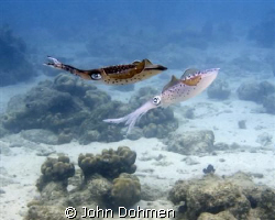 When finishing our dive at Baya beach, Curacao, we encoun... by John Dohmen 